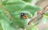 Philaeus chrysops